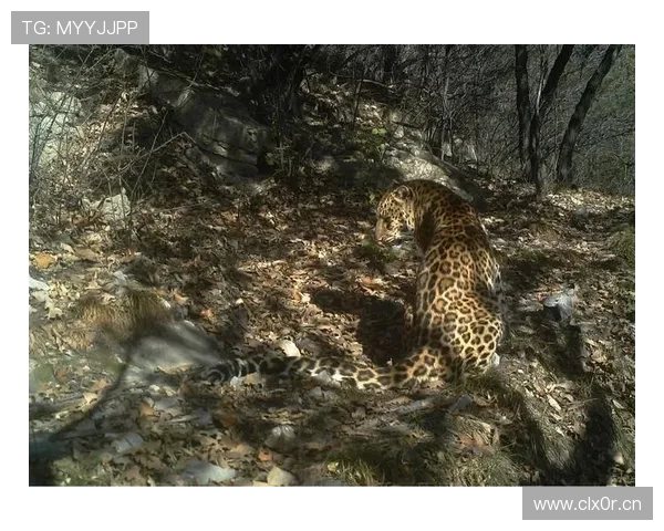 山西崇德荣海发布华北豹及晋钱豹吉祥物